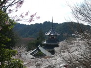 【ご当地講座（一般）】「一目千本」吉野の桜と社寺
