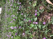 【ご当地講座】【一般】4/1　わが国で最初に行われた薬狩りの地「森野旧薬園」と大願寺で味わう薬草料理