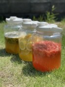 【入会金不要・1日講座】ミネラル醗酵食教室「ドリンク・味噌・キムチ・麴調味料」