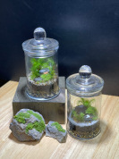 癒しの苔テラリウム