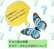 【2026春の新講座】楽しく学んでいきものデザイン！
