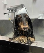 【1日講座】 獣医師から学ぶ　愛犬の手作り石鹸シャンプー