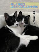 【にゃんカル】楽しく踊ろうJr.ジャズダンス(中学生)