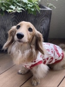 犬服入門講座（全6回）