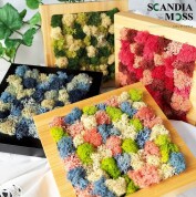 [1日講座]スカンディアモスアート®でつくるグリーンインテリア