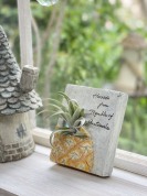 モルタルで作るエアプランツの壁掛け