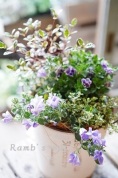 秋の寄せ植え教室