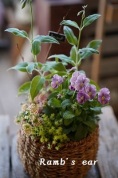 秋のバスケット寄せ植え教室