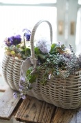 秋のバスケット寄せ植え教室