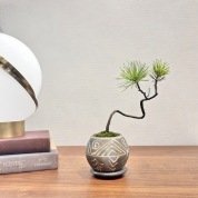 【入会金不要・1日講座】はじめての盆栽 