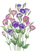 花の水彩画