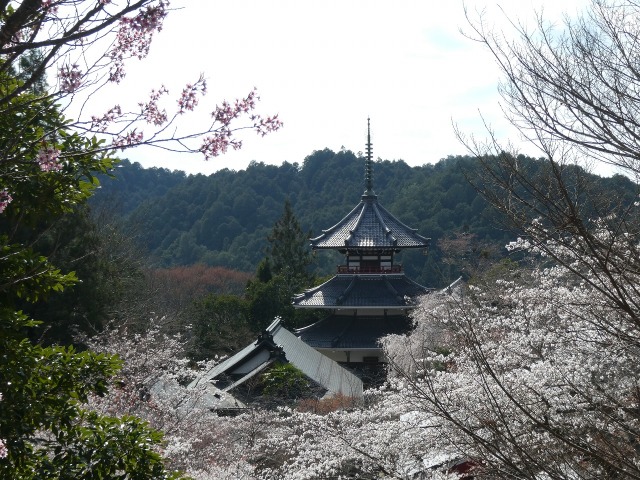 【ご当地講座（一般）】「一目千本」吉野の桜と社寺