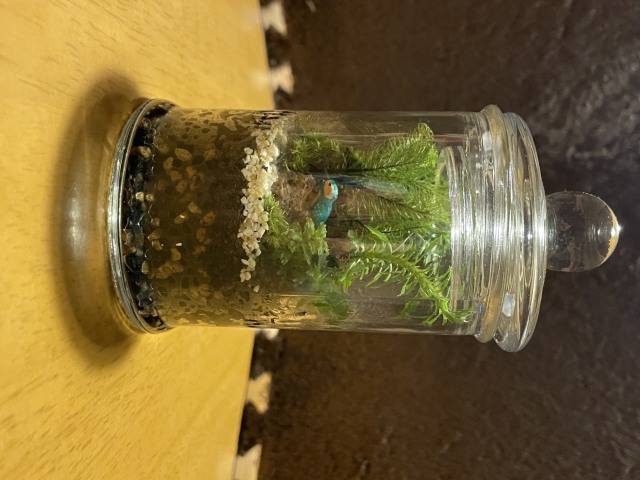 【冬休み】小さな森「癒しの苔テラリウム」を作ろう!