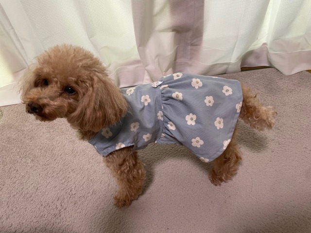 【人気！】初めての犬服作り
