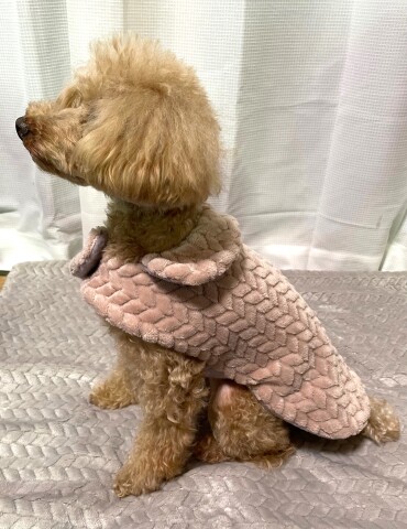冬の犬服作り特別講座 ～モコモコウェアを作ろう～