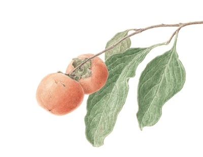 ボタニカルアート～鉛筆・水彩で描く～