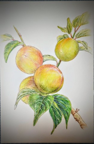 大人の塗り絵「梅の実」で色の重ね方のコツを学ぼう！