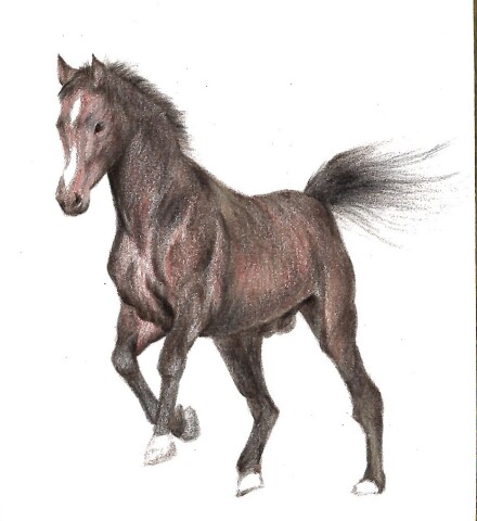 【入会金不要・1日講座】来年の干支の馬を色鉛筆でリアルに描こう！