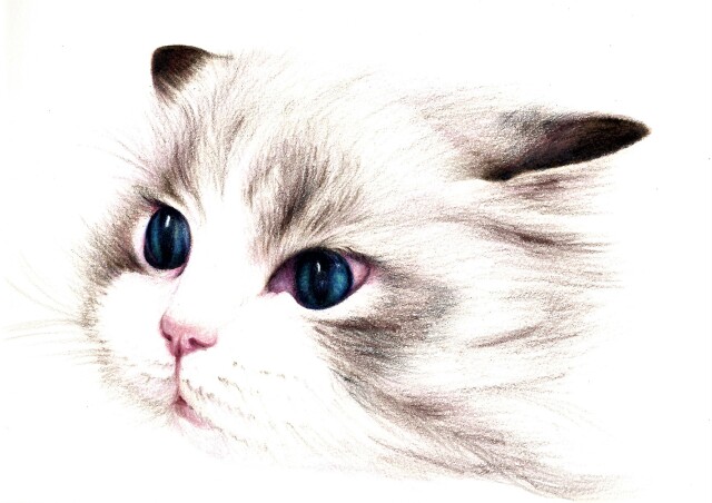 【にゃんカル・1日講座】猫を色鉛筆でリアルに描こう！～ふさふさの毛並みと魅惑の瞳～