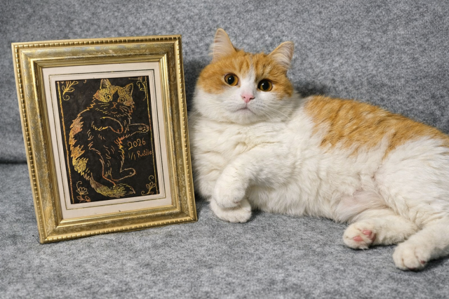 【にゃんカル】スクラッチアートでうちの子を描こう