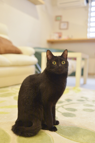 【ご当地講座】八二一（はにはじめ）の猫写真教室in京都　京都①②