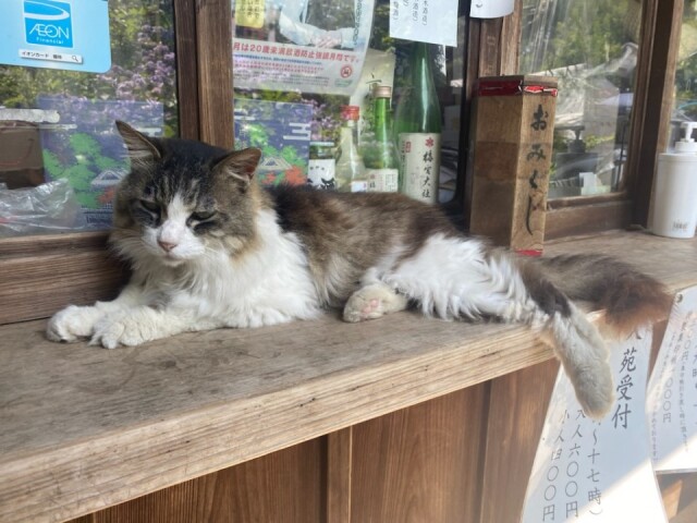 【ご当地講座】八二一（はにはじめ）の猫写真教室in京都　梅宮大社