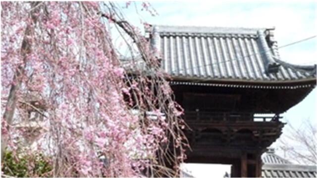 【JEUGIAカルチャー会員】12/18(木)『葛井寺と道明寺（藤井寺市）』