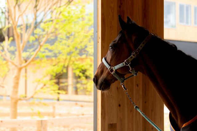 【ご当地講座】「競走馬(サラブレッド)たちのその後」を共に TCCセラピーパークで馬の温もりに触れる