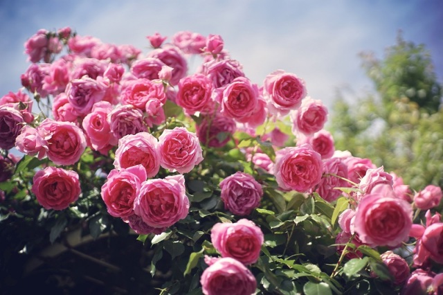 【ご当地講座】～薔薇の香り溢れるローズガーデンへようこそ～イギリススタイルフラワーレッスン＆ティータイム