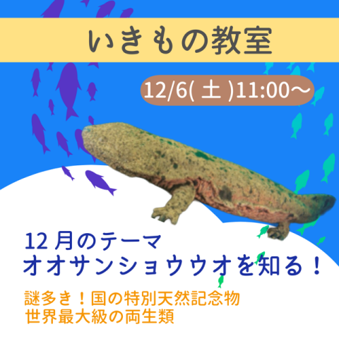 12/6(土)　オオサンショウウオについて学ぼう！《いきもの教室》