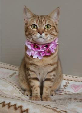 【にゃんカル～JEUGIA猫まつり～】2/2(月)　カタリーヌフラワー®のにゃんこチョーカー