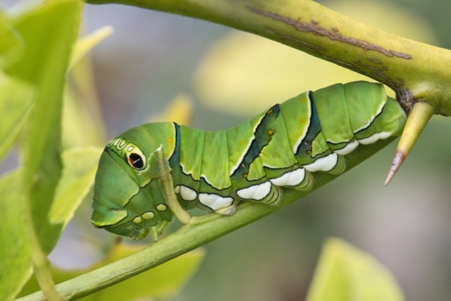 【2026春の新講座・オンライン講座】楽しく学んでいきものデザイン！