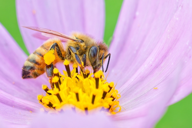 【２０２６春の新講座】めざせ！生物マスター