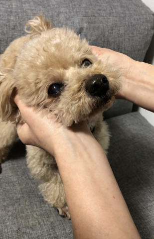 【1日講座】愛犬のための漢方アロマ
