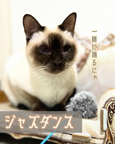 【にゃんカル】ジャズダンス