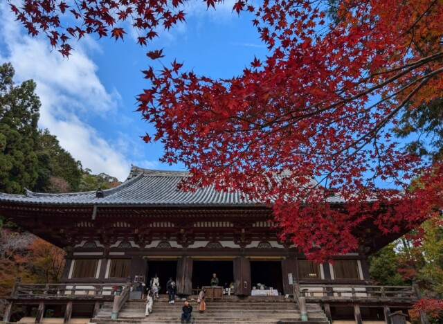 季節の観光地ベスト100～【どうしても見たい日本の珠玉の紅葉と巨樹】