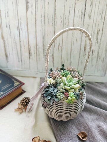 多肉植物の寄せ植え入門