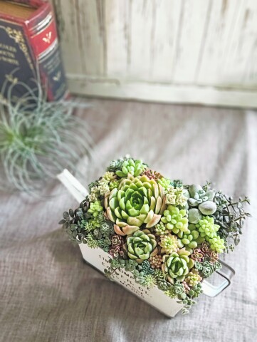 多肉植物の寄せ植え入門