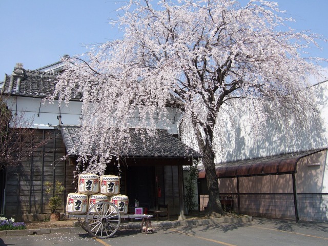 【ご当地講座】埼玉の銘酒「力士」酒蔵見学と飲み比べ