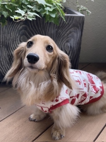 犬服入門講座（全6回）