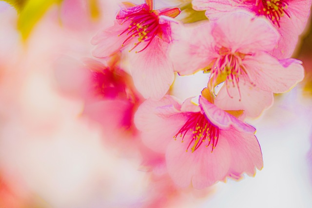女性カメラマンと鎌倉桜と花海棠の撮影会