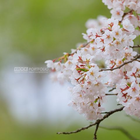 [1日講座]スマホで桜を撮ろう