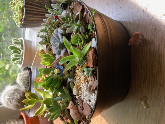 [1日講座]多肉植物の寄せ植え