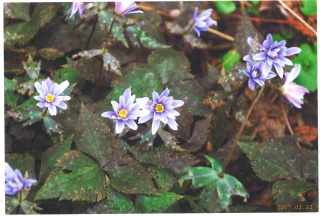 身近な植物を学ぼう