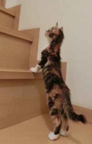 【にゃんカル～JEUGIA猫まつり】猫背改善～若見え健康体操1日体験会