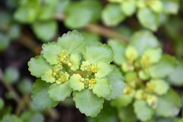 【にゃんカル～JEUGIA猫まつり】植物観察1日体験会～“ネコメソウ”“ネコヤナギ”を観察しよう