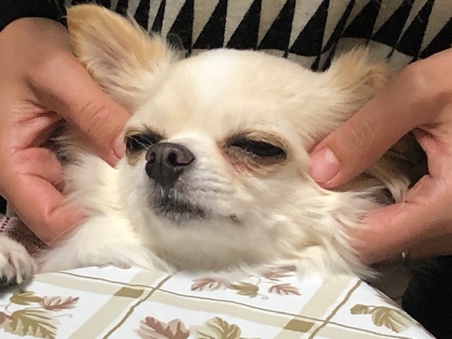 【オンライン講座・入会金不要・資格取得】知っておきたい愛犬の心と身体！anelaのドッグセラピスト講座