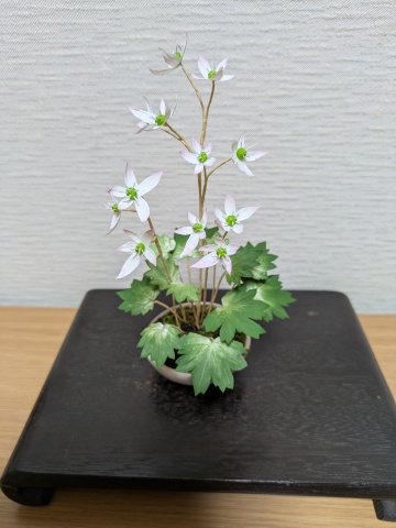 アート工芸盆栽