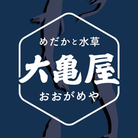 大亀屋のめだかさん自由研究