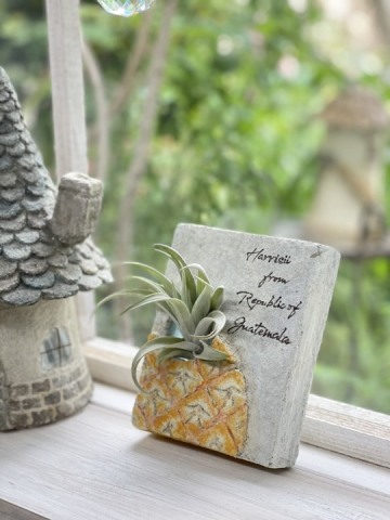 モルタルで作るエアプランツの壁掛け